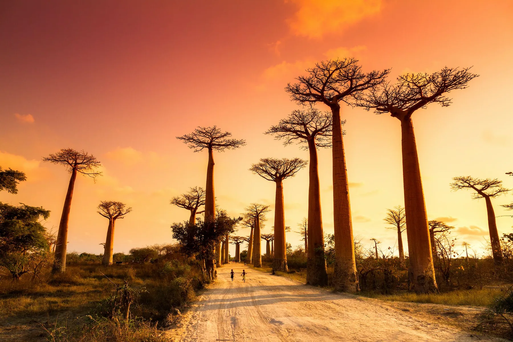 Baobab trees at sunset in Madagascar