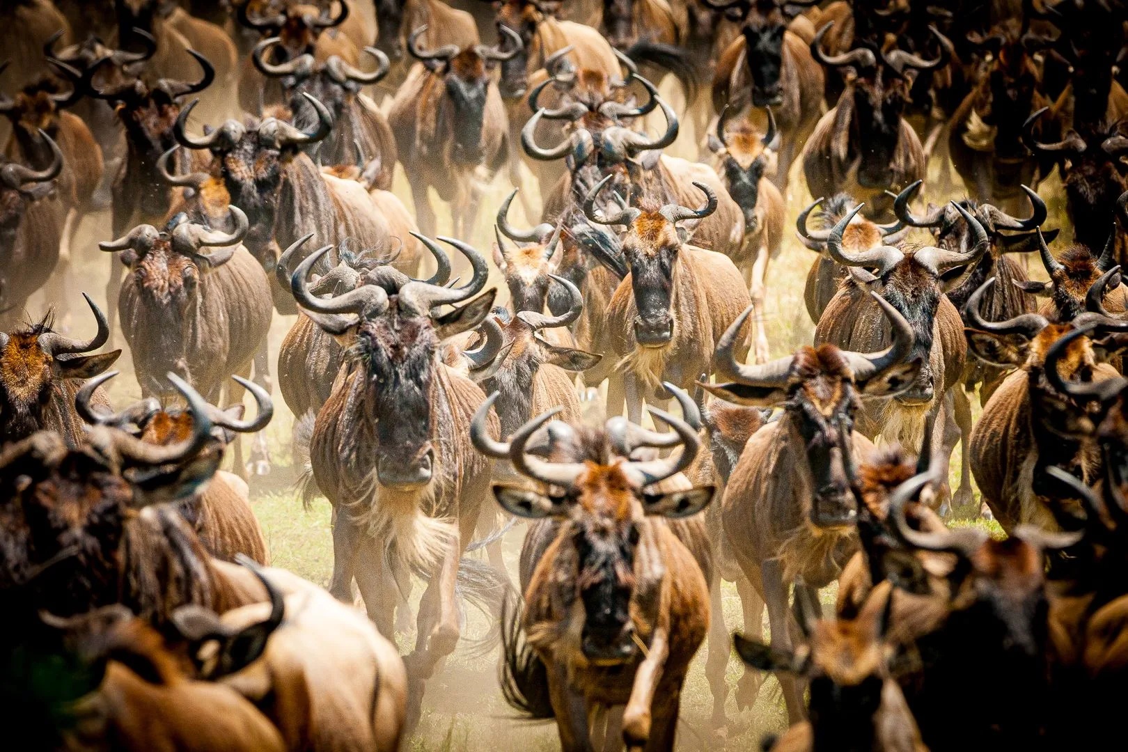 Wildebeest packed together during migration in Tanzania