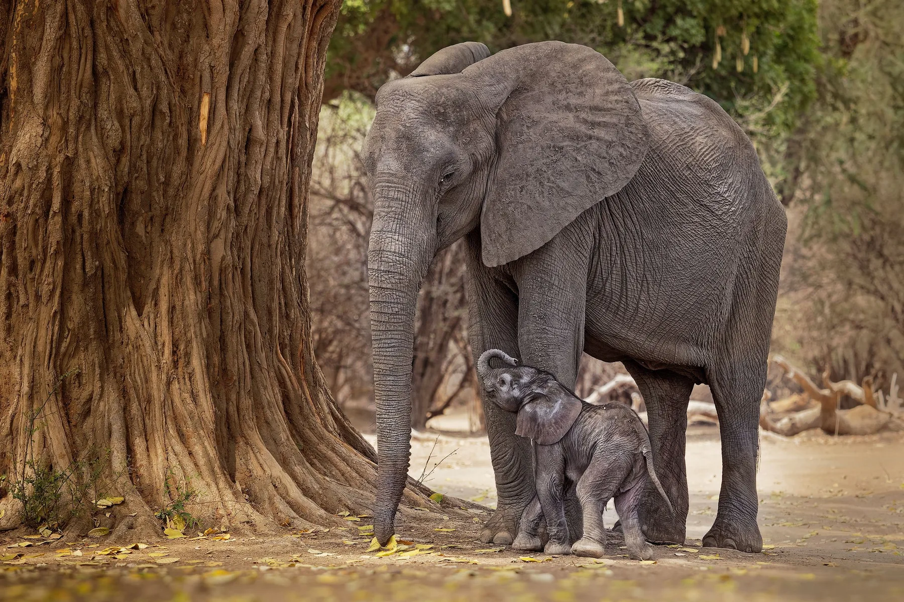 Elephant family beneath trees in Zimbabwe