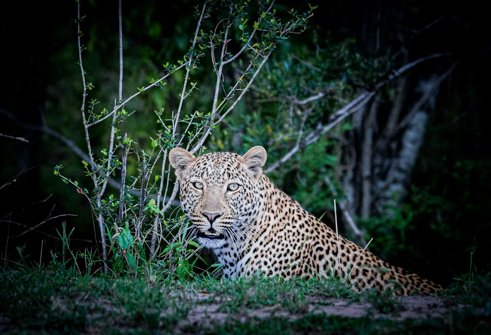 Leopard resting in South African bush at night