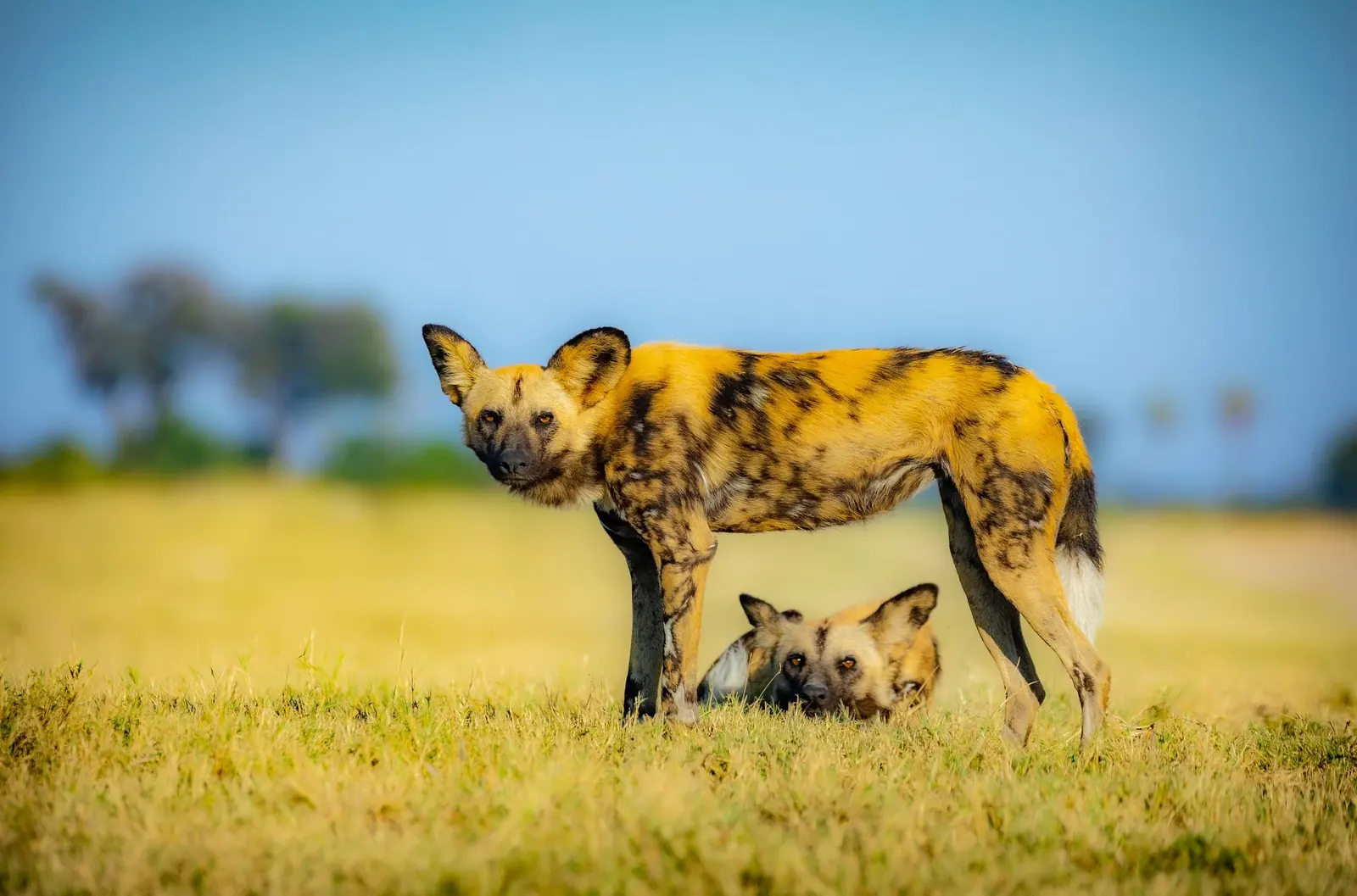 African wild dogs standing in Botswana grassland