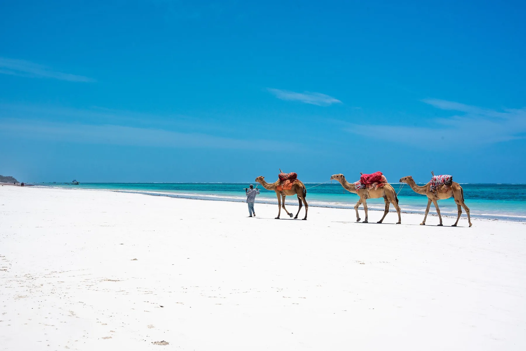 Camels crossing a Kenyan beach