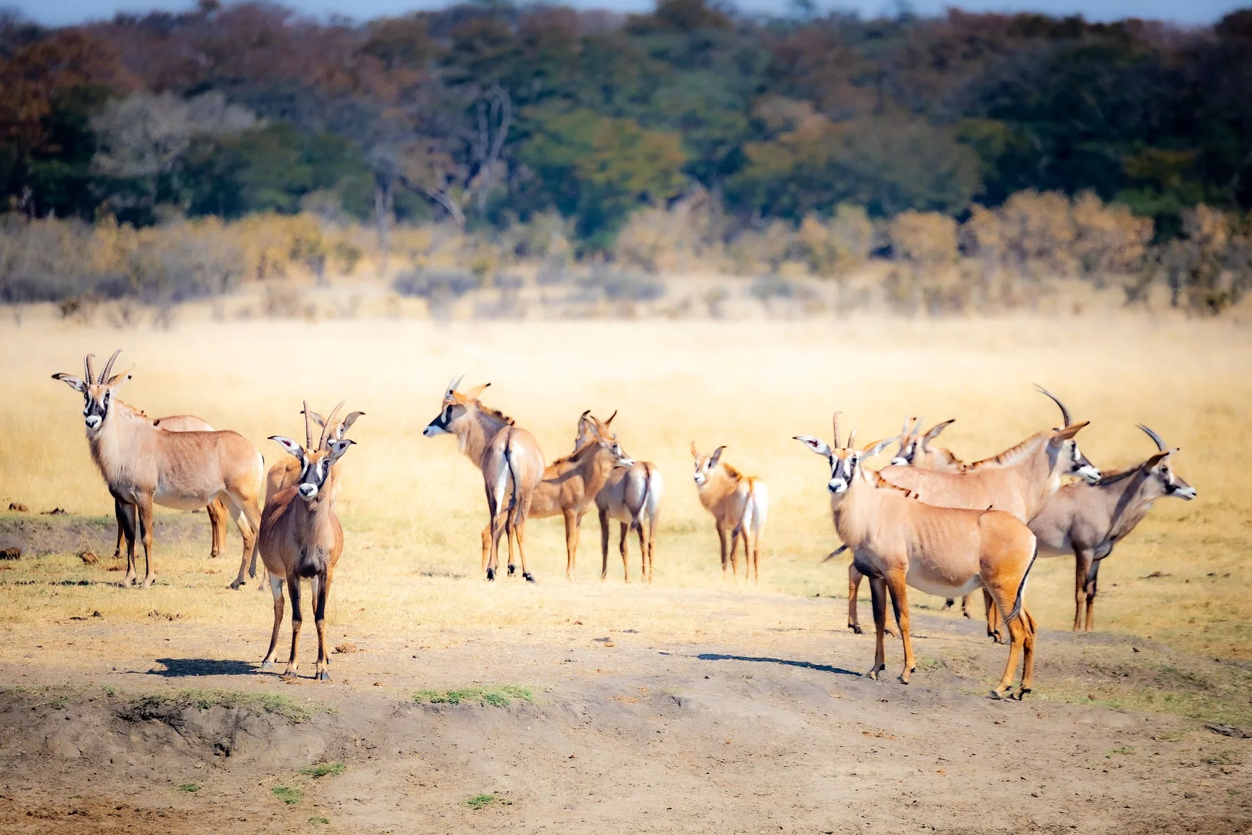 Antelope herd crossing Zimbabwe woodland