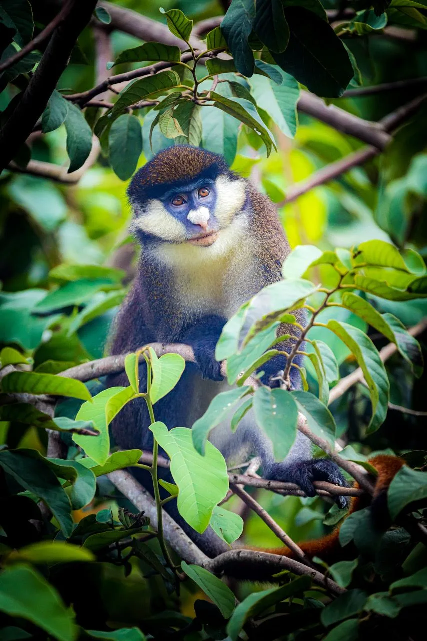 Monkey in Uganda forest canopy