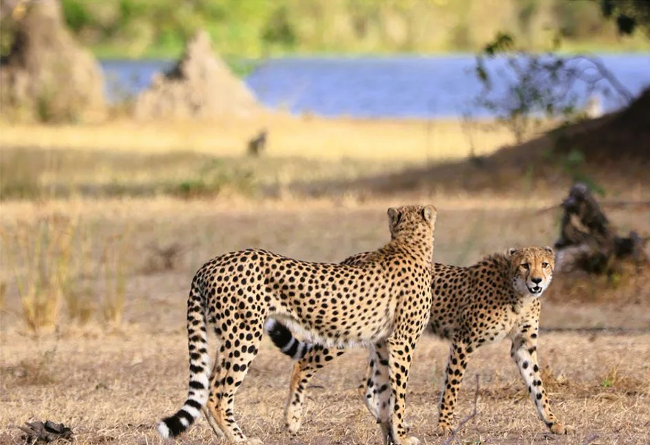 Cheetahs walking through Malawi grassland