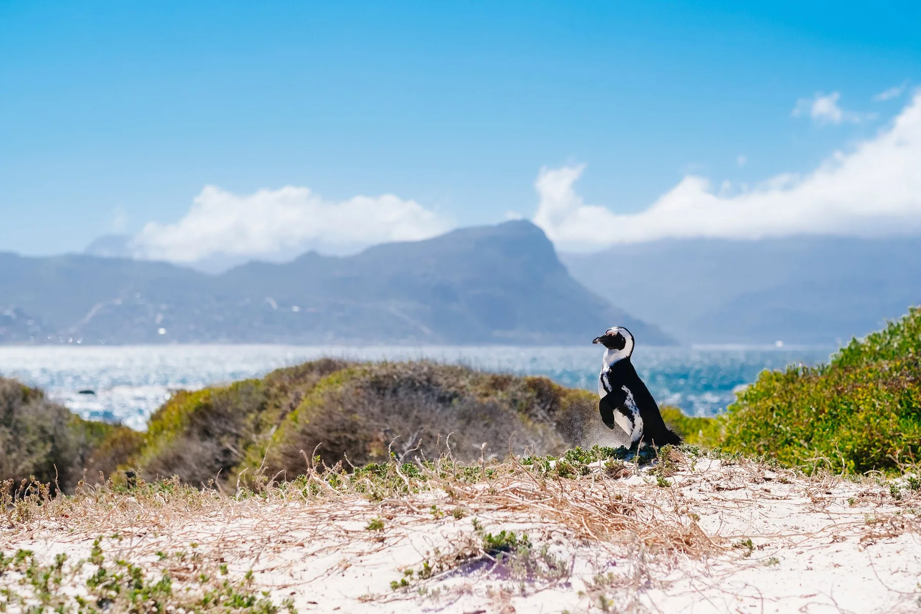 Penguin on a South African beach below Table Mountain