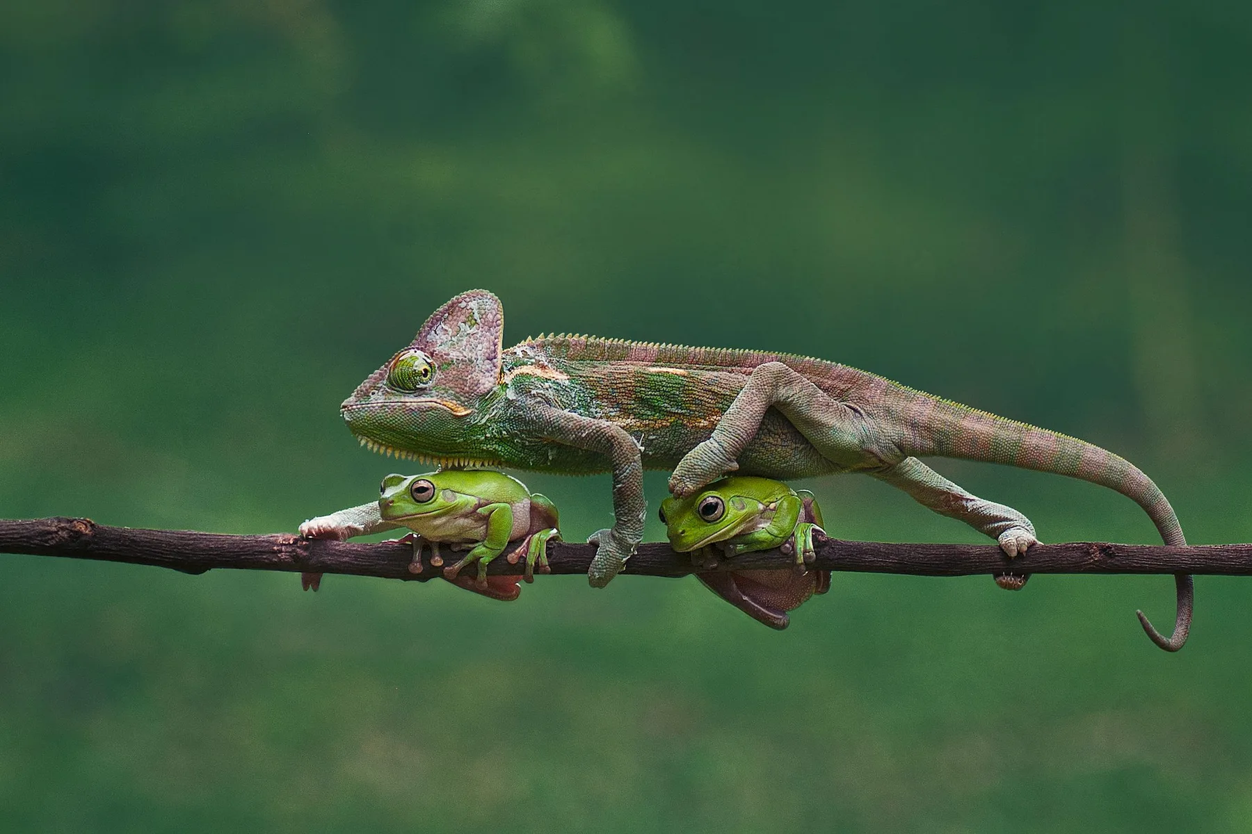 Chameleon in Madagascar
