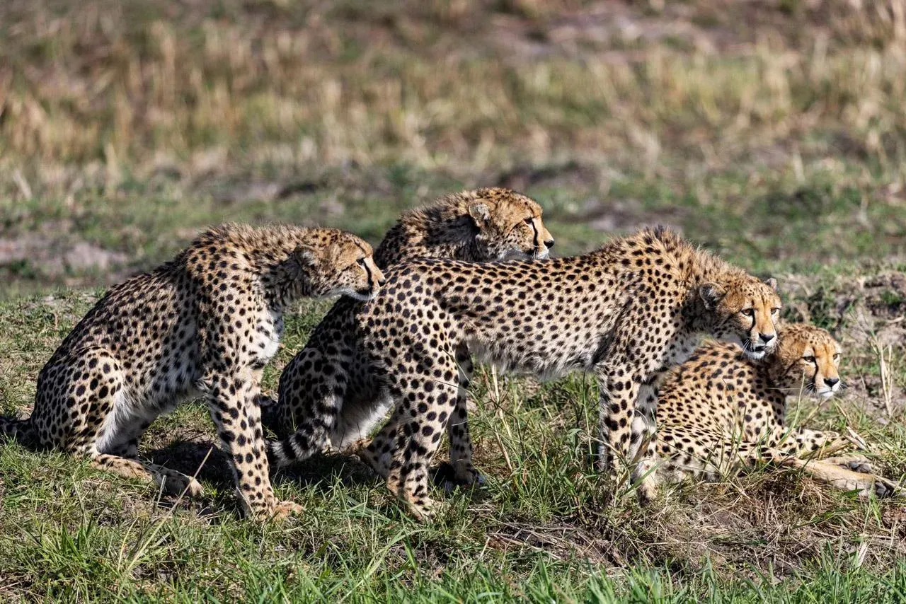 Leopards resting together in Botswana