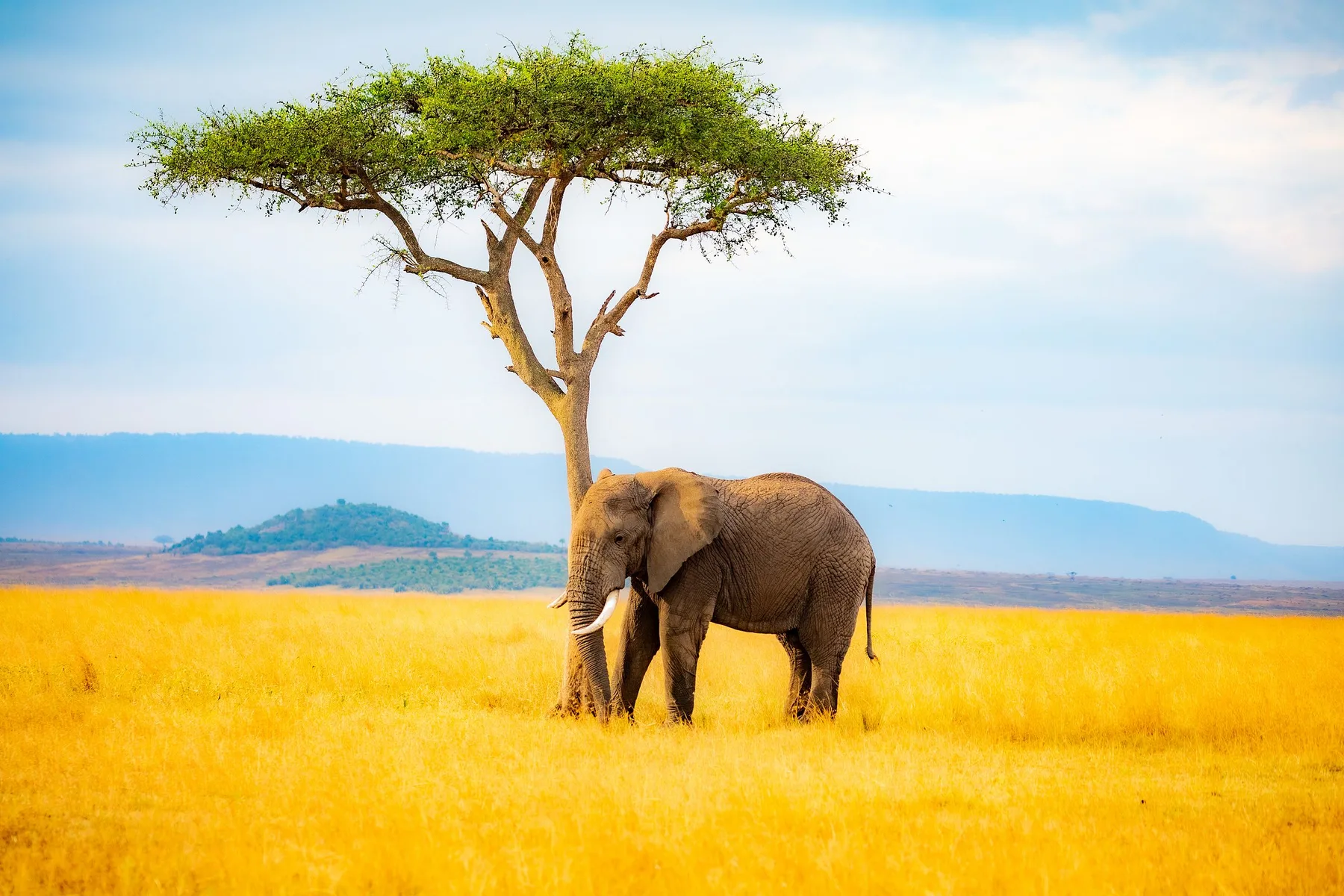 Elephant beneath an acacia in Tanzania