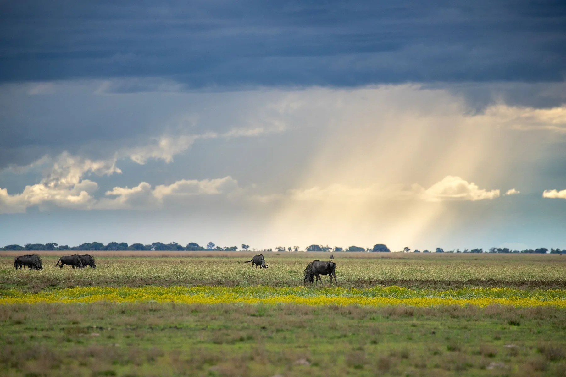 Elephants crossing Zambia grassland beneath storm clouds