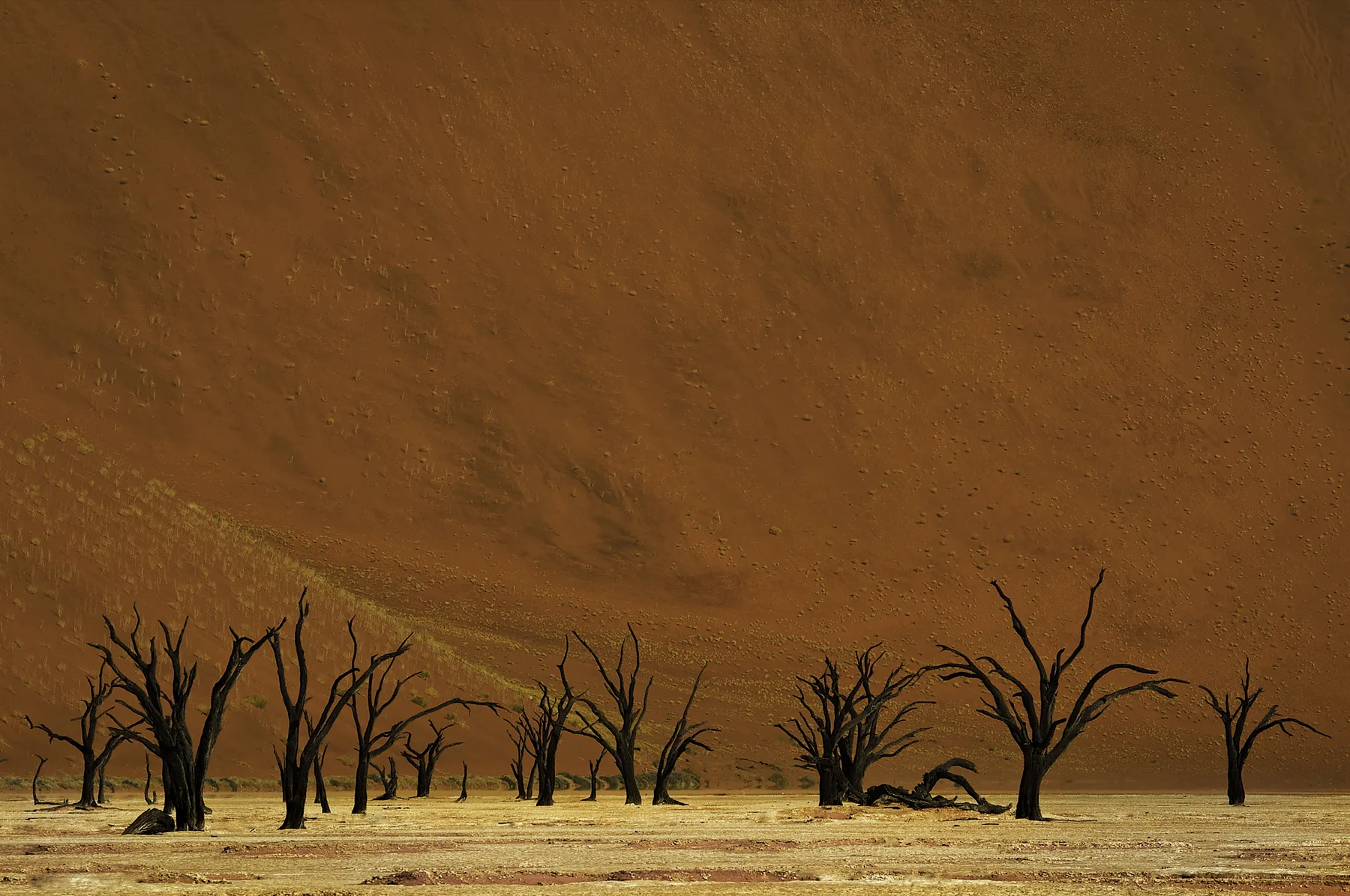 Dead camelthorn trees in Namibia