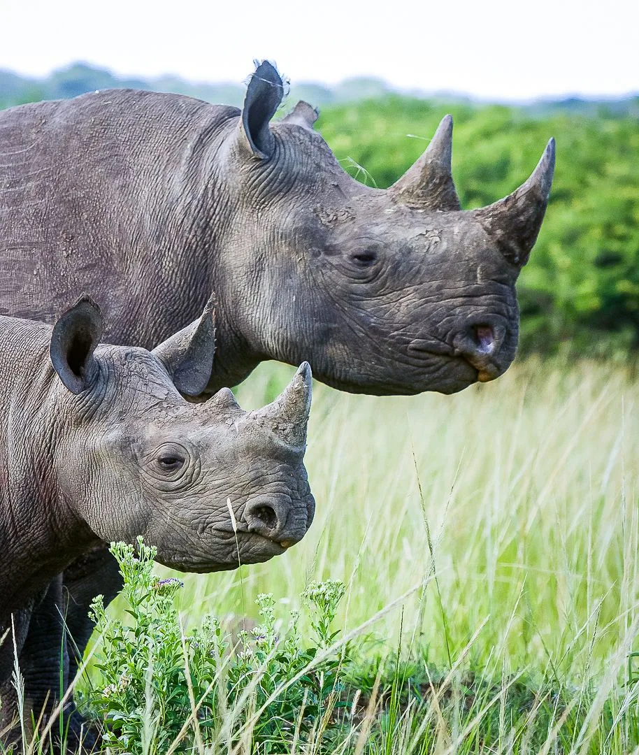 Rhinoceros standing in South African grassland