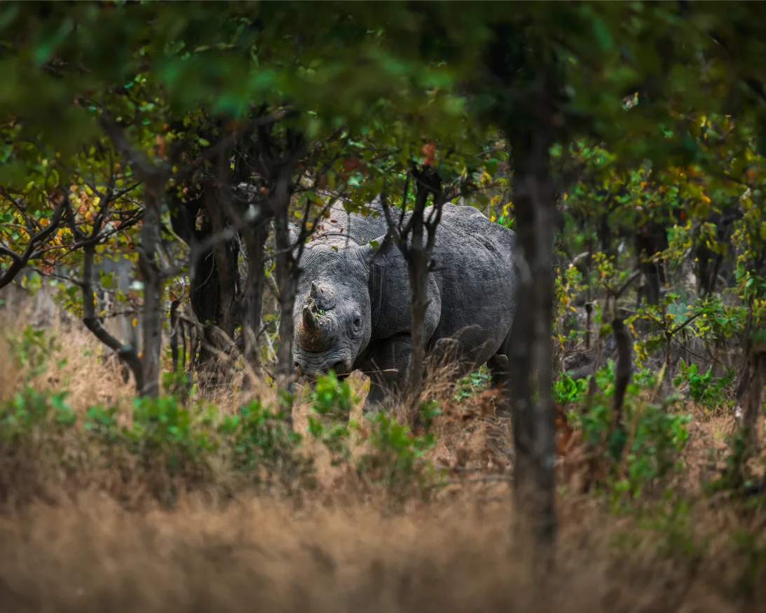 Baboon in Malawi woodland