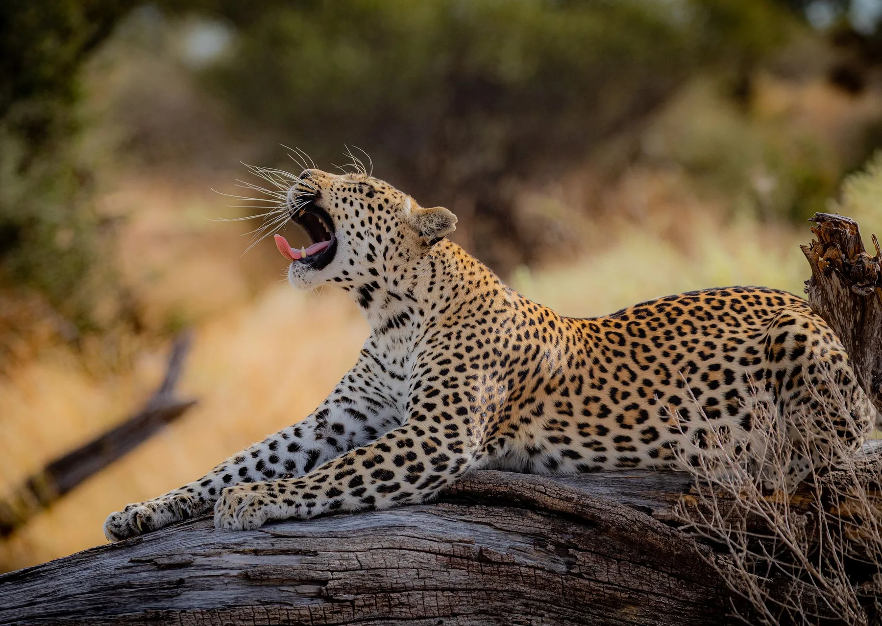 Leopard resting in a Tanzania tree