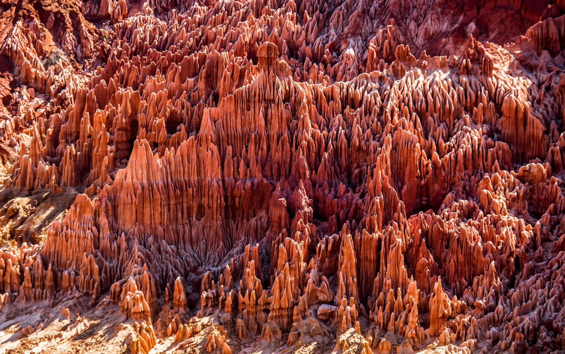Spiny forest in Madagascar