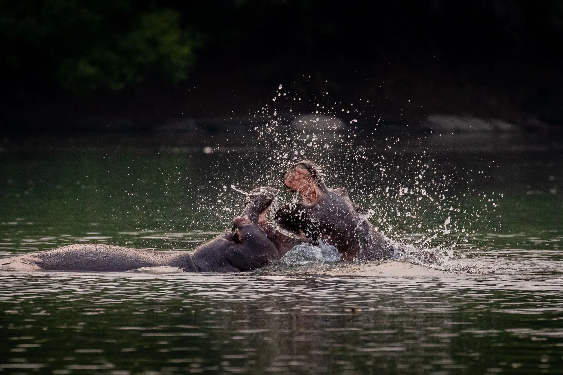 Hippopotamus splashing in a Zambian river