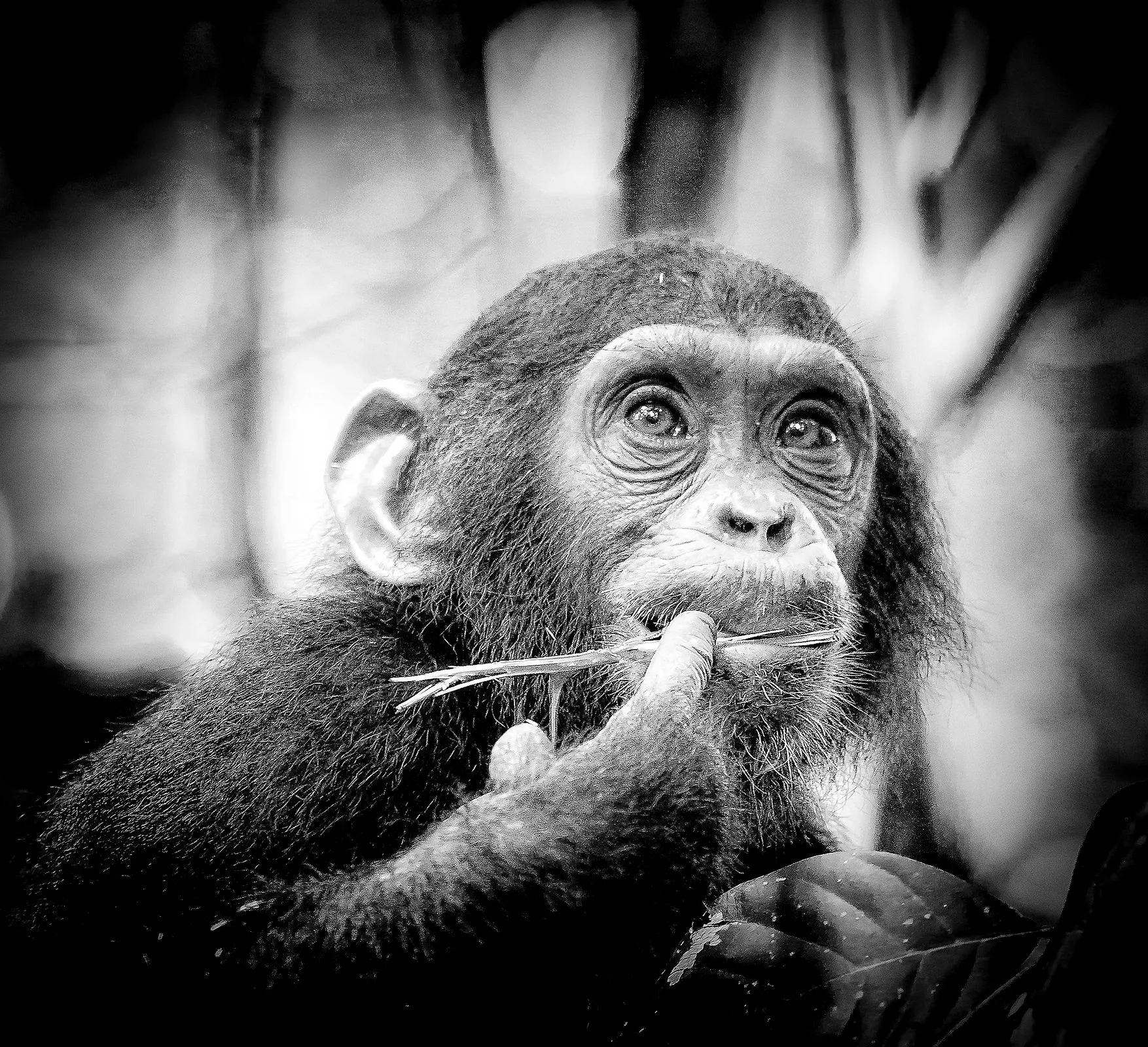 Chimpanzee portrait in Uganda