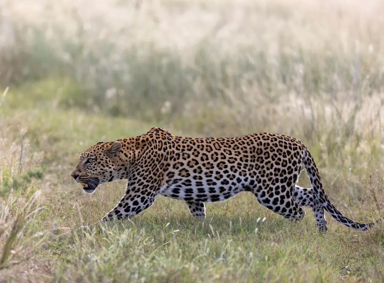 Leopard walking through Botswana grassland