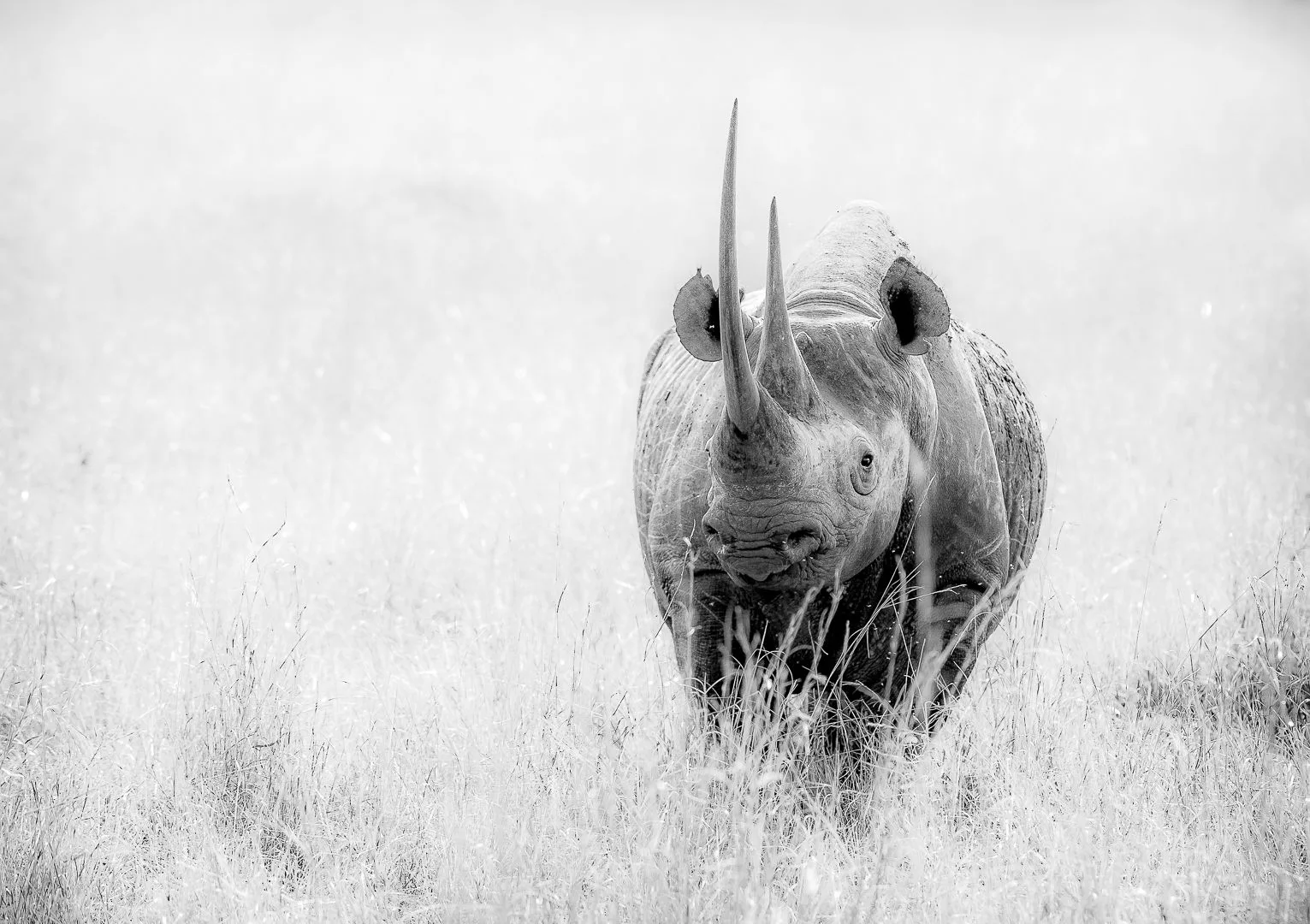 White rhino in Kenya