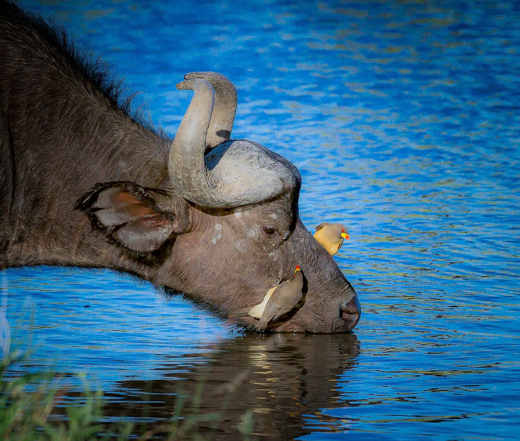 Hippo resting in a Zimbabwe river