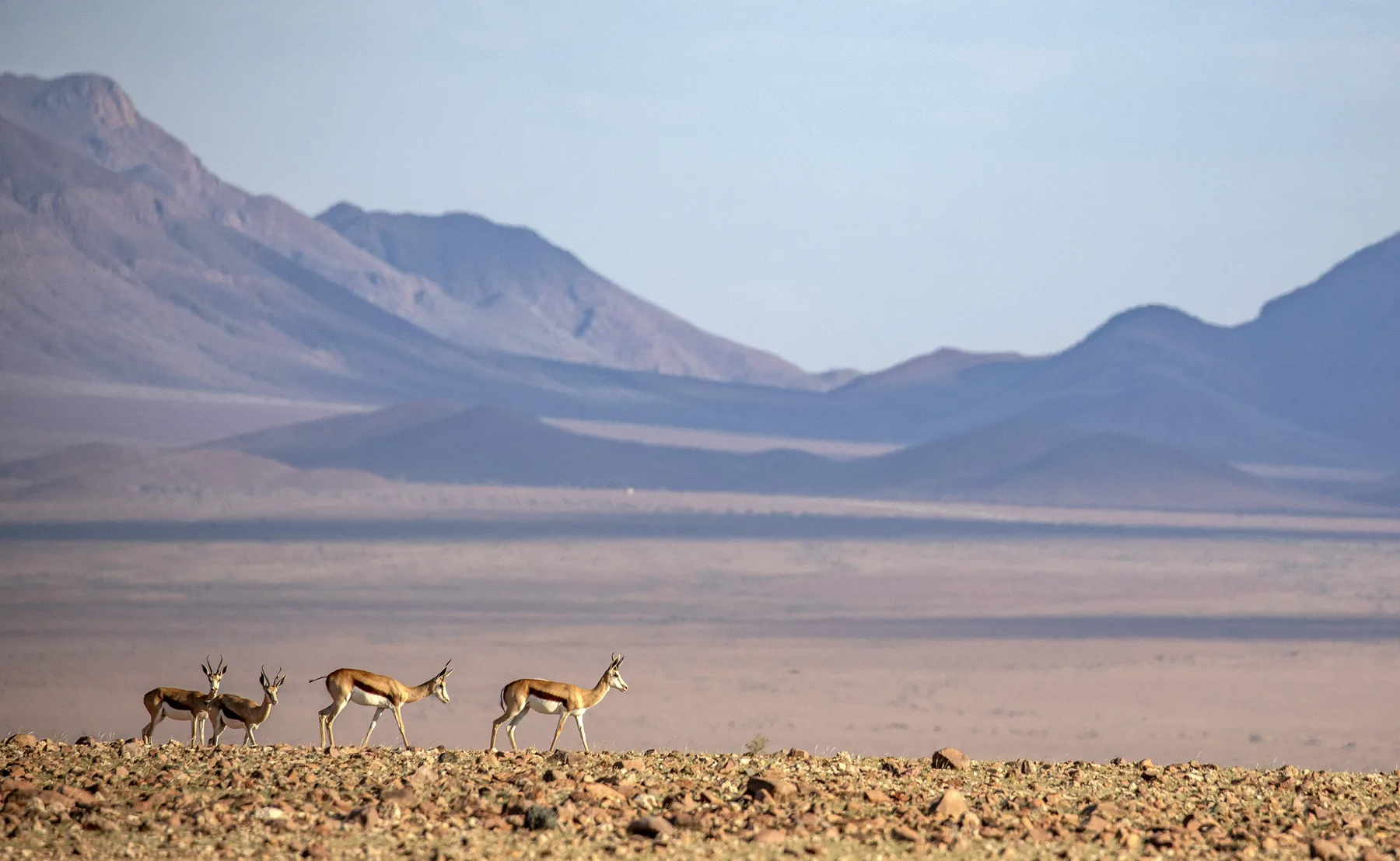 Oryx crossing Namibia desert below mountains