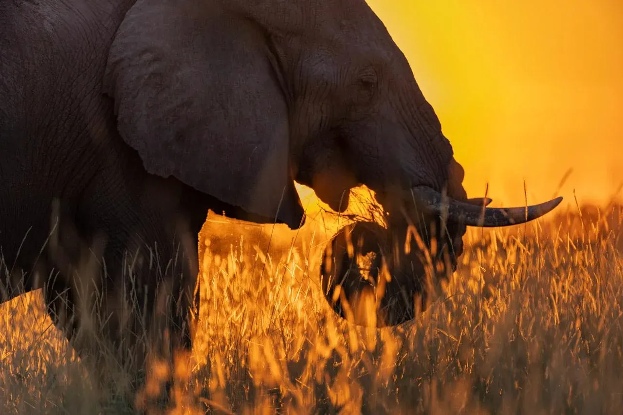 Elephants crossing Botswana floodplain at sunset