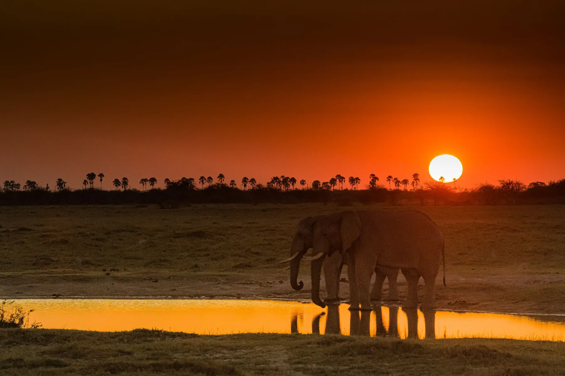 Elephants silhouetted at sunset in Zimbabwe