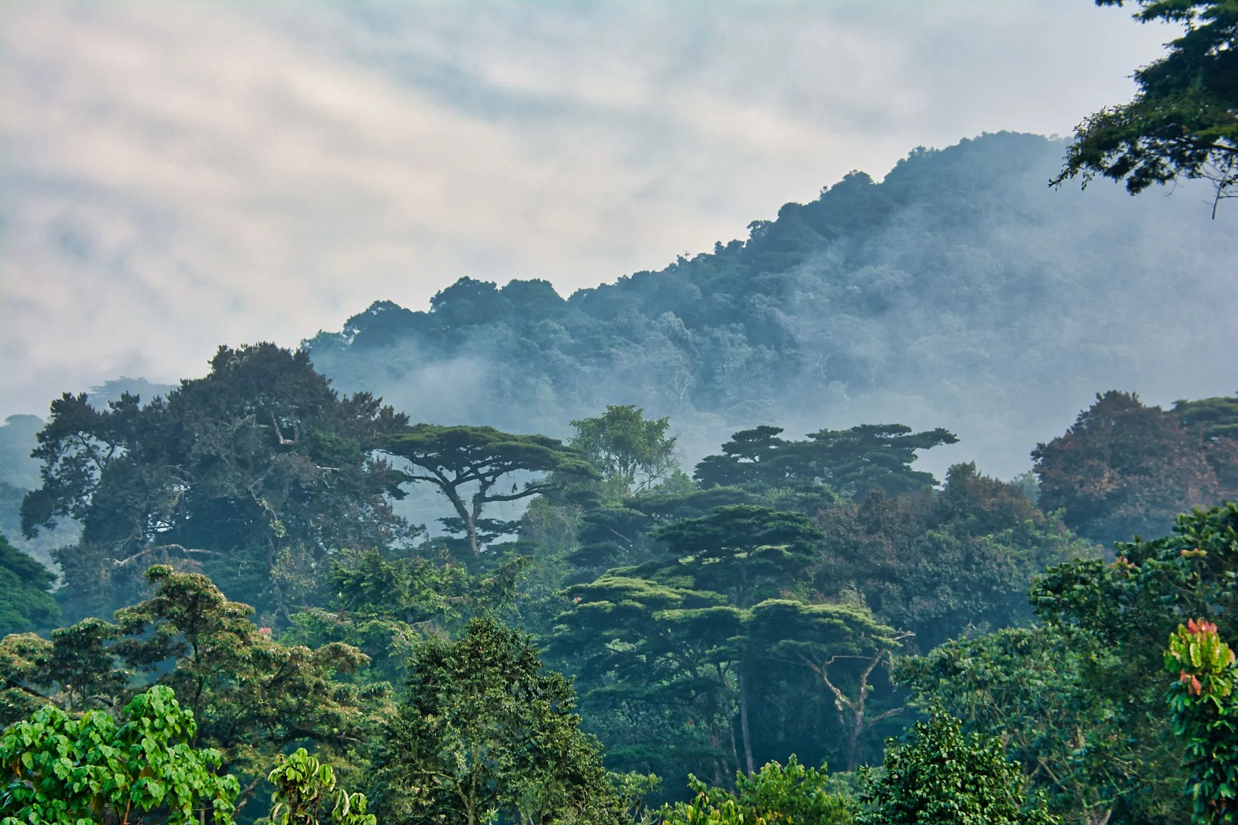 Forest-covered mountains in Uganda