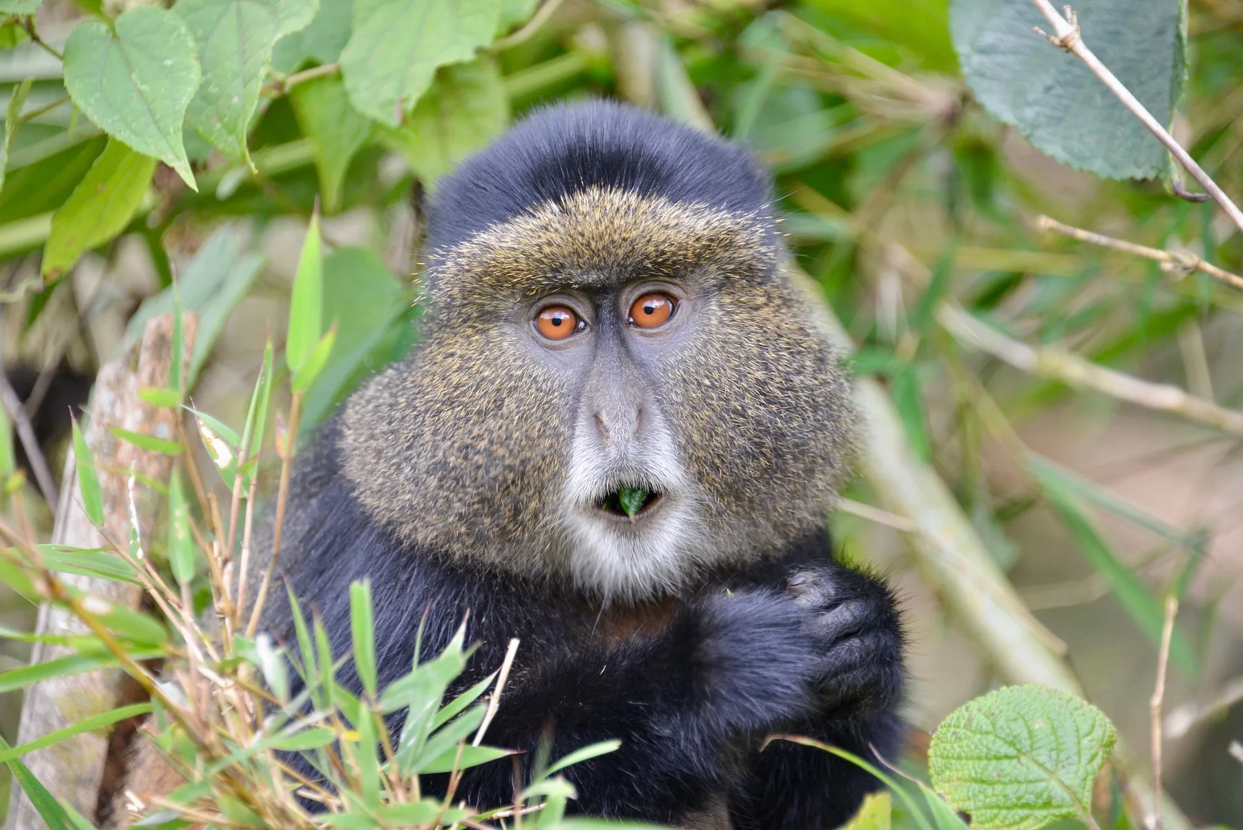 Golden monkey in Rwanda forest