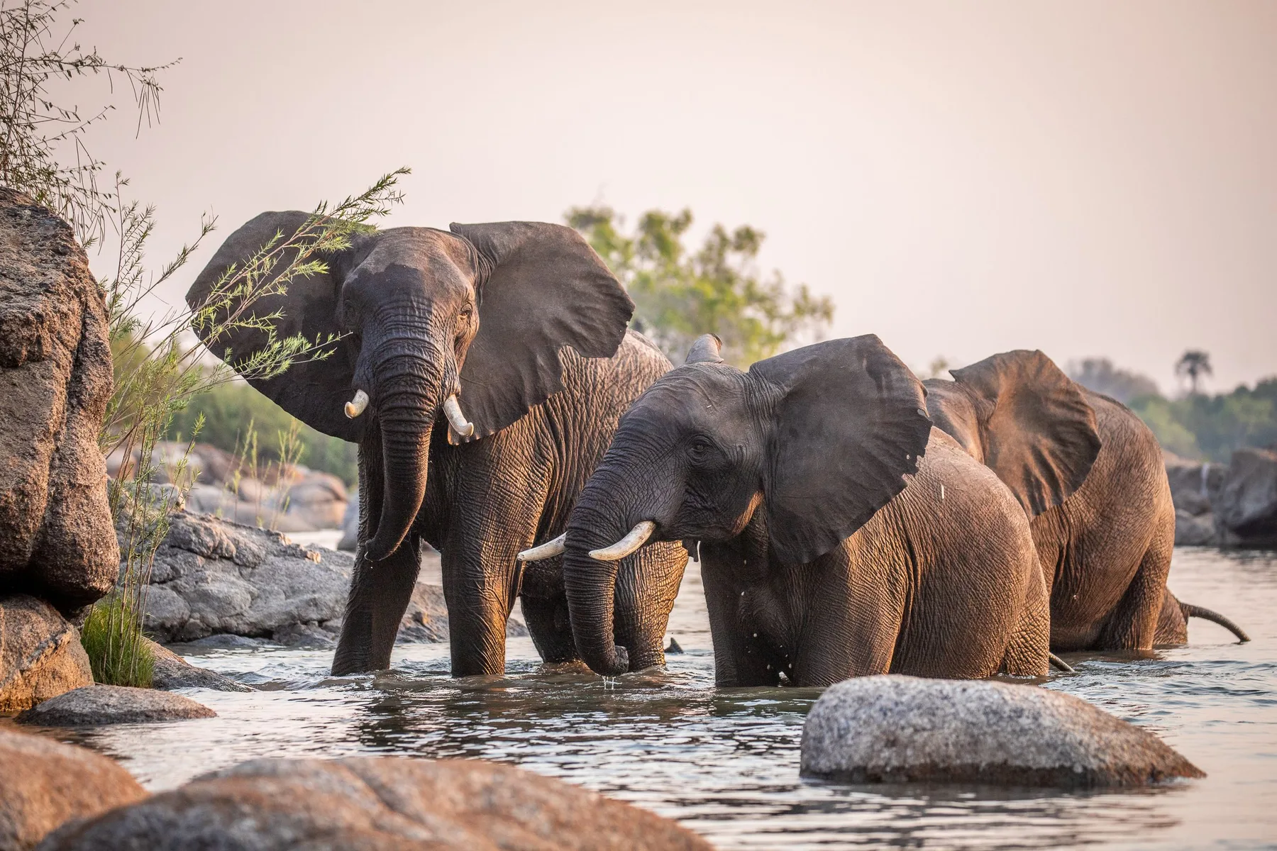 Elephants gathered beside a Zambian river