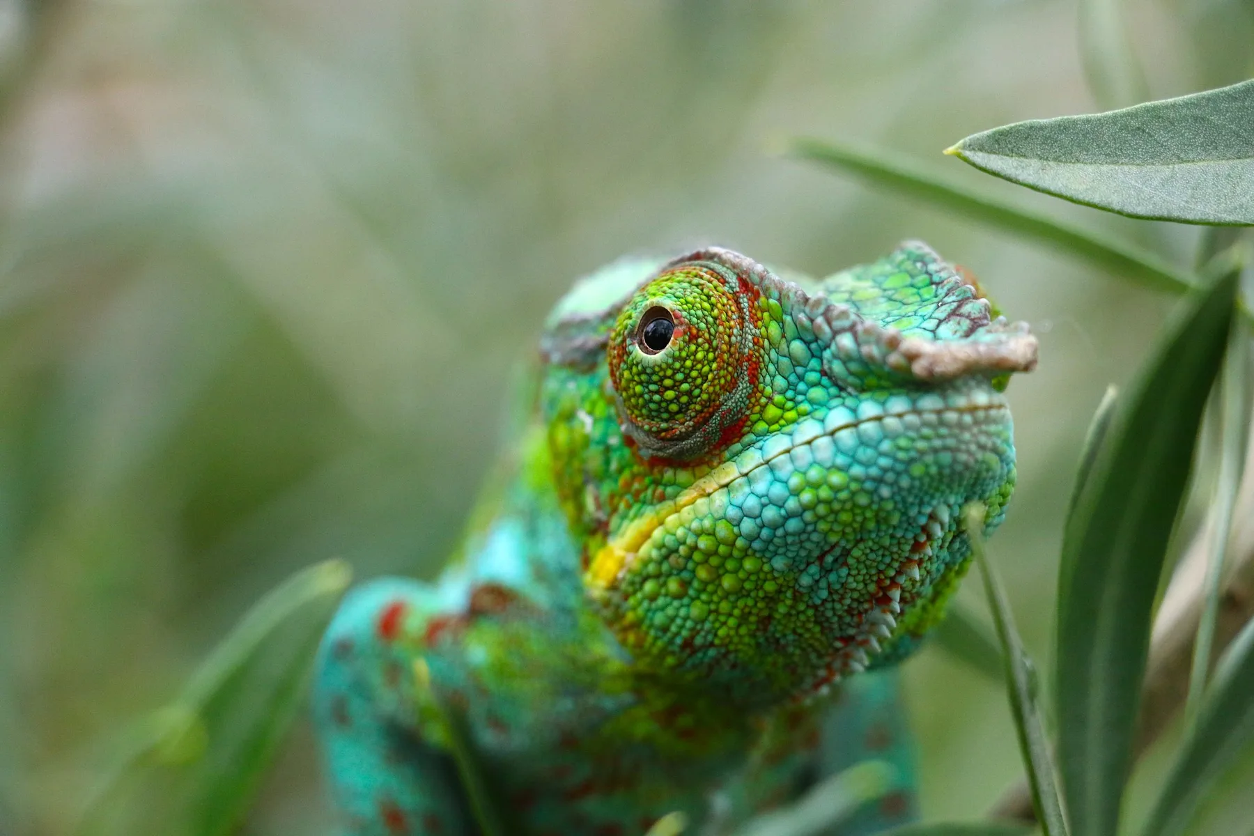 Chameleon close-up in Madagascar
