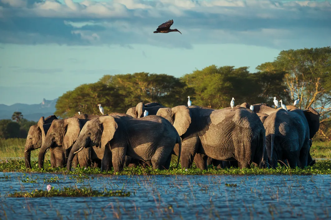 Elephants wading in Lake Malawi