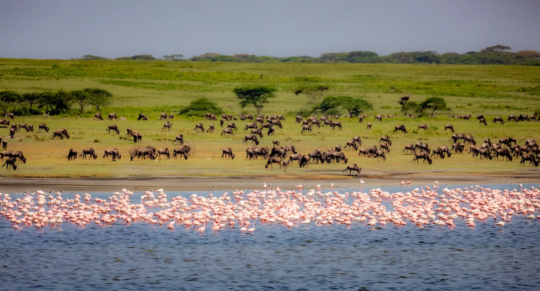 Flamingos gathered on a Tanzania lake