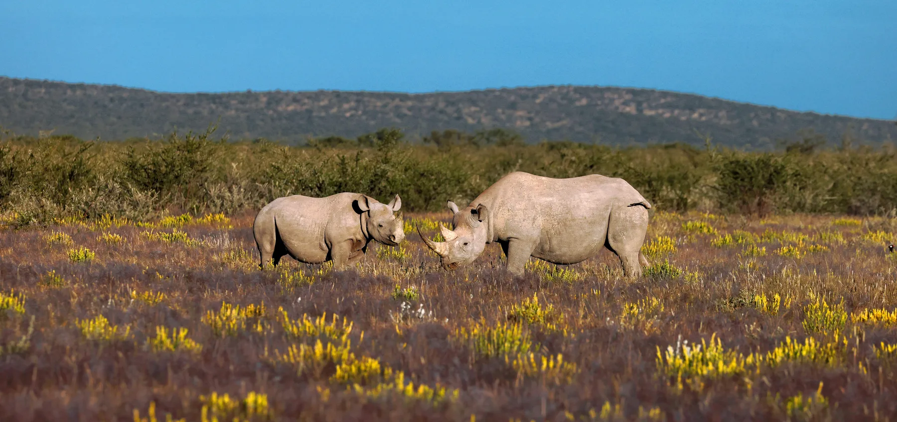 White rhinos in Namibia wildflowers