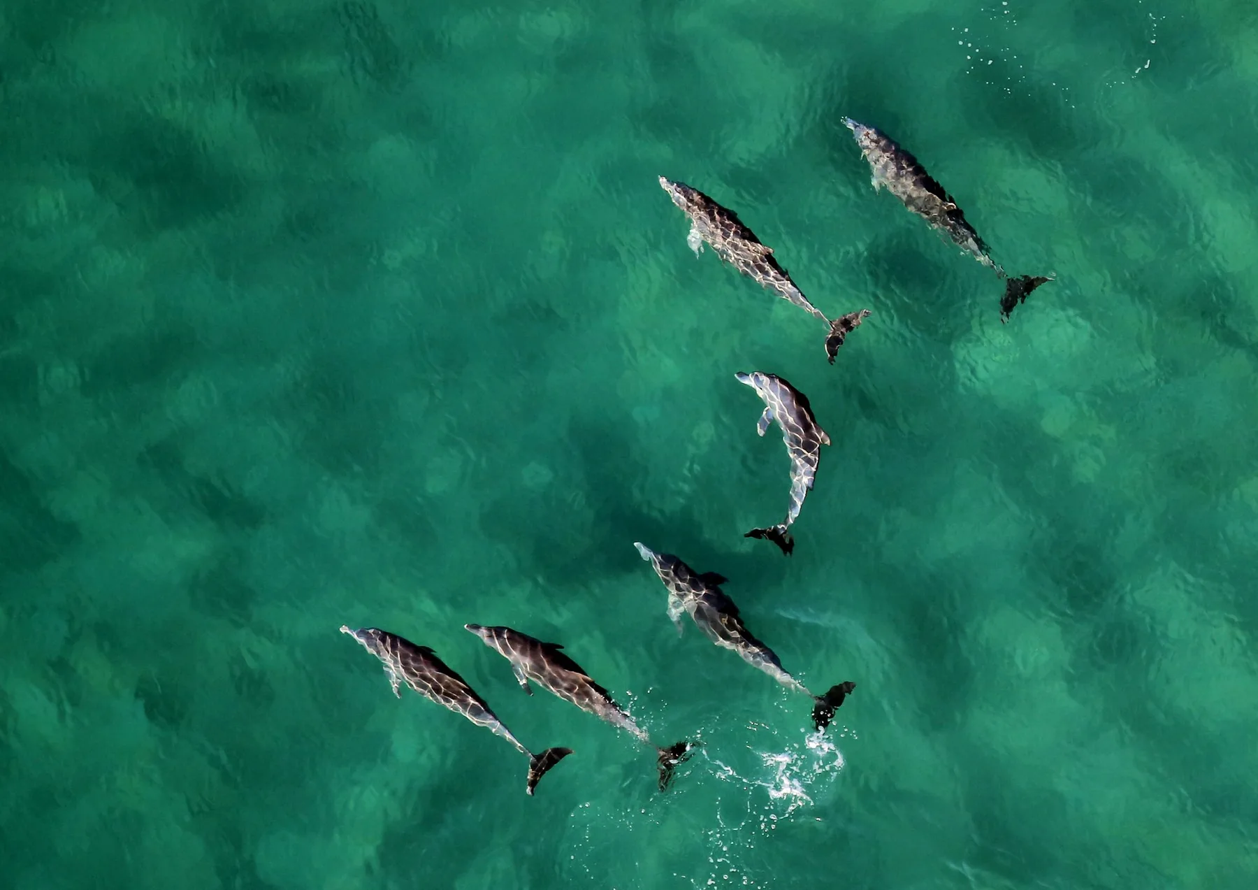 Dolphins swimming in Mozambique waters