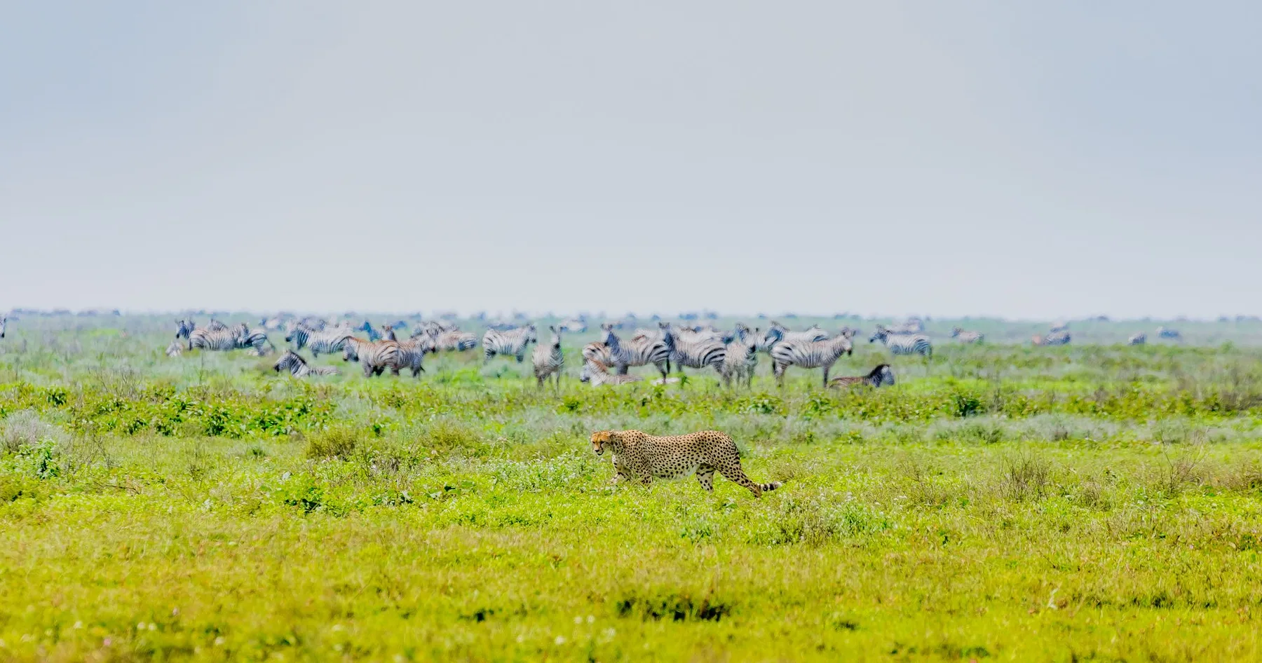 Wildebeest crossing Tanzania grassland