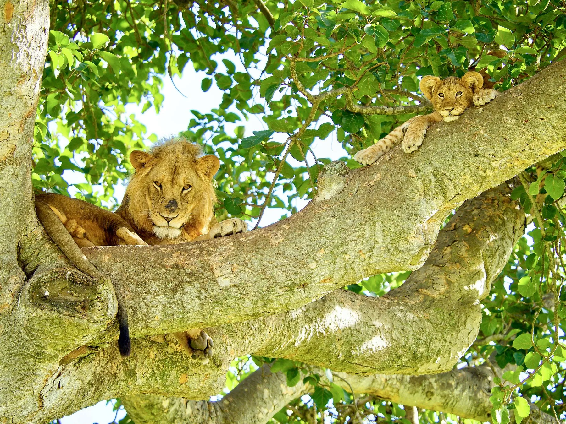 Tree-climbing lions in Uganda