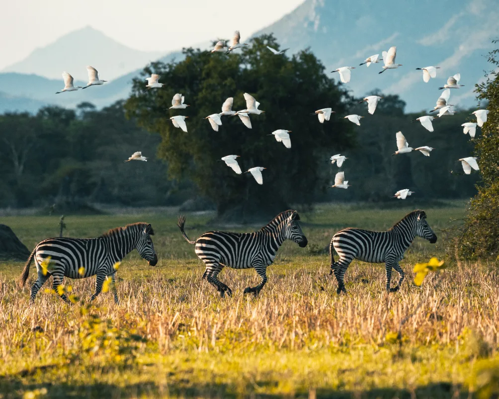 Zebras and birds in Malawi grassland