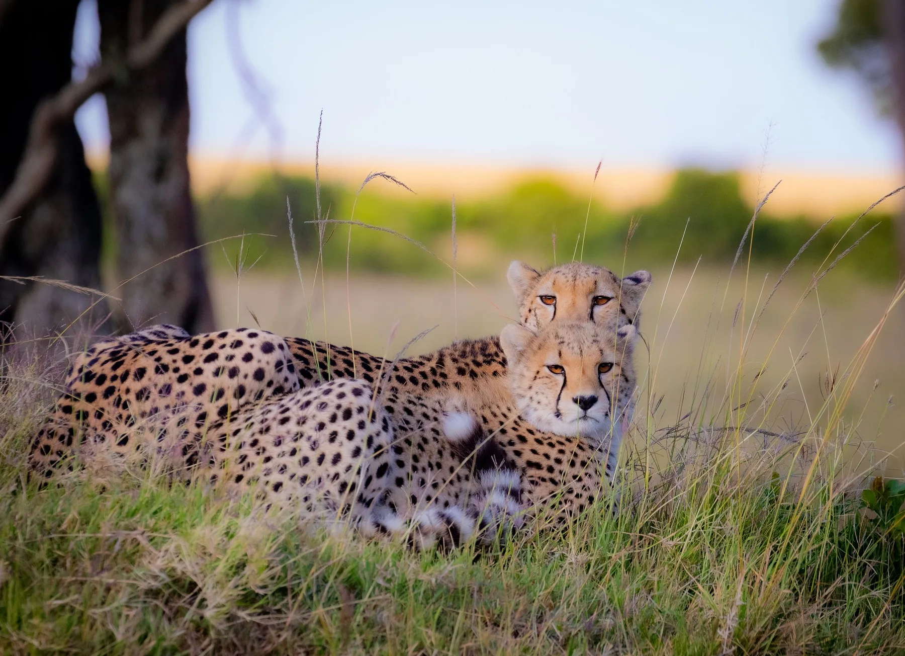 Cheetah resting in Kenyan grassland