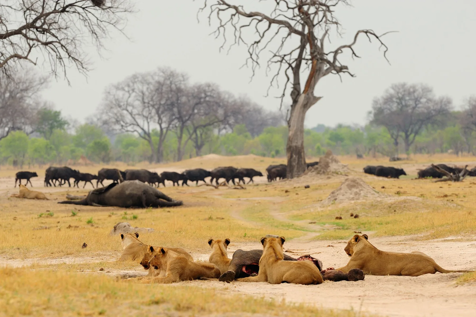 Lions resting on a Zimbabwe floodplain