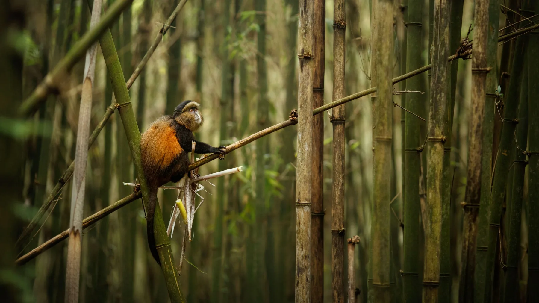 Colobus monkey in Rwanda bamboo forest