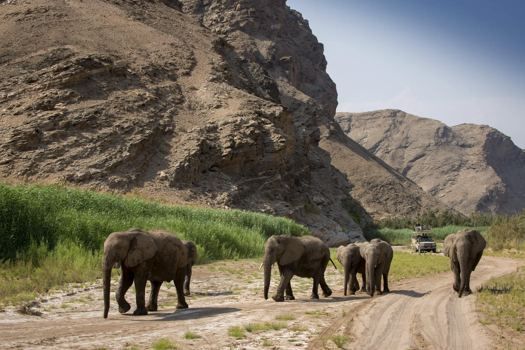 Desert elephants walking in Namibia