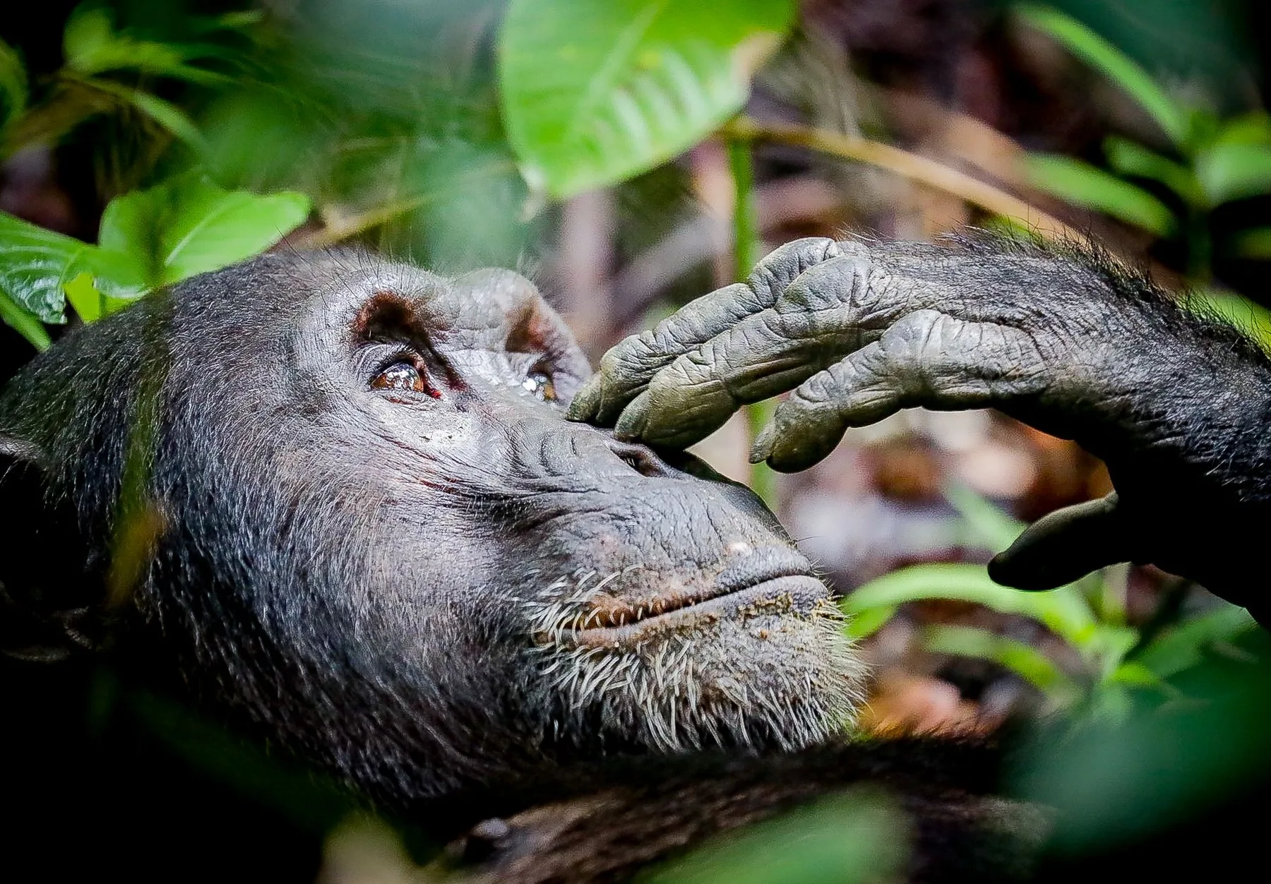 Chimpanzee in Rwanda rainforest