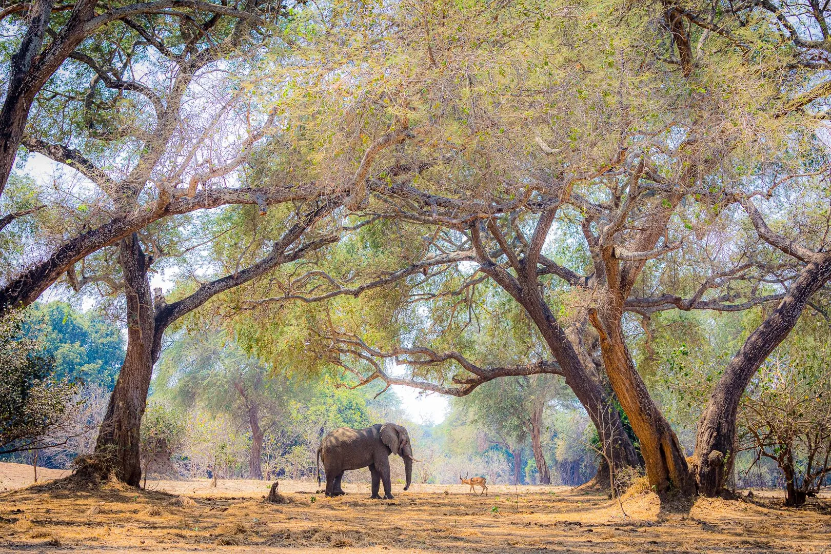 Elephant beneath trees in Zambia