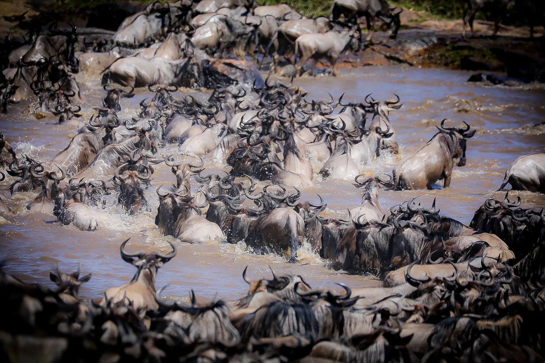 Wildebeest crossing a Kenyan river
