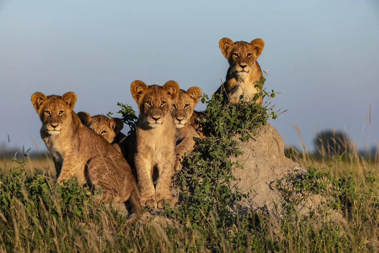 Lion cubs resting in Botswana grassland