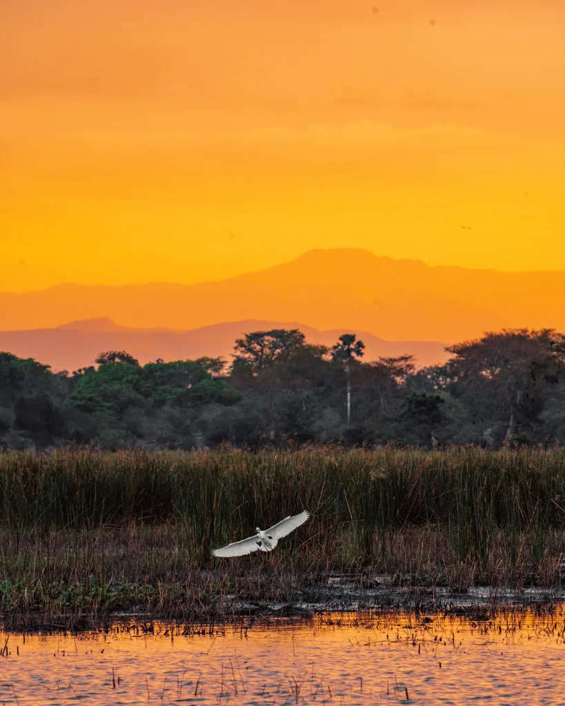 Bird over Malawi wetland at sunset