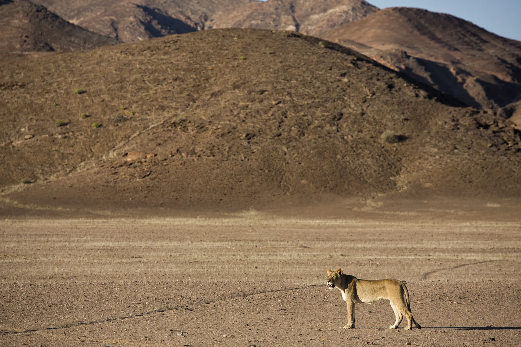 Lion resting beside a dry riverbed in Namibia