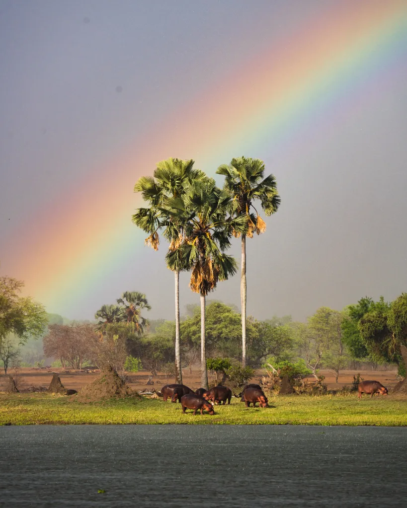 Rainbow over palm trees in Malawi