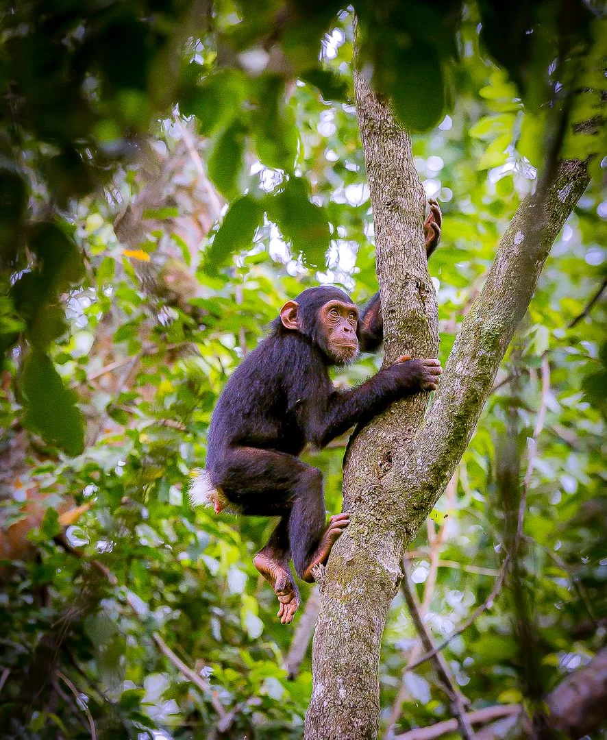 Gorilla climbing through Rwanda forest